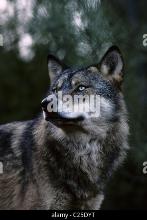 Männliche iberische Wolf (Canis Lupus Signatus) Spanien, Portugal. Bei der Iberische Wolf Recovery Center, Portugal Stockfoto