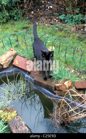 schwarze Katze von Fischteich schweben Stockfoto
