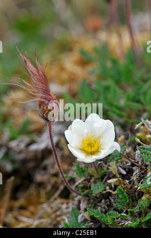 Mountain Avens: Dryas Octopetala. Der Burren, County Clare, Irland beachten Sie Saatgut Kopf Stockfoto