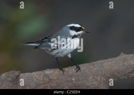 Adult Black-throated Gray Warbler (Dendroica hier) thront auf einem Bein im New Yorker Central Park Stockfoto