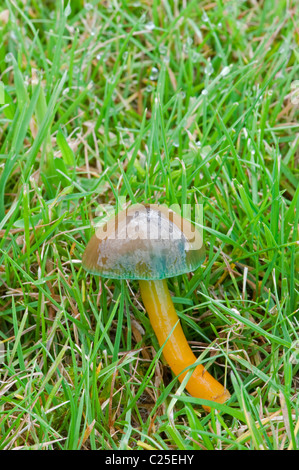 Papagei-Waxcap: Hygrocybe Psittacina. Stockfoto