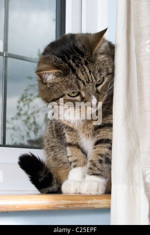 Tabby Katze versteckt sich hinter dem Vorhang am Fenster Stockfoto