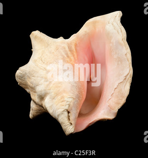 Riesige rosa Muschel Seashell zurück Stockfoto