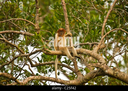 Junger Nasenaffe auf Baum Stockfoto