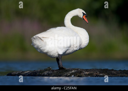 Erwachsenen Höckerschwan (Cygnus Olor) thront auf einem Felsen Stockfoto