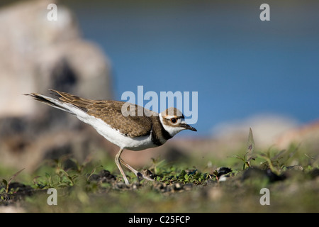 Killdeer (Charadrius Vociferus) Fütterung Stockfoto