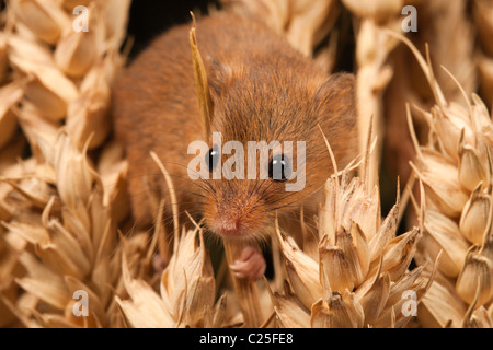 Zwergmaus [Micromys Minutus] in Weizen-Getreide, Porträt Stockfoto