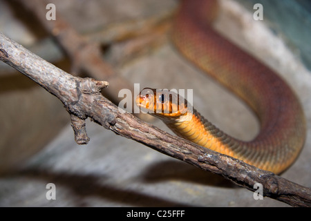 Rotbauch-Wasserschlange (Nerodia Erythrogaster) Stockfoto
