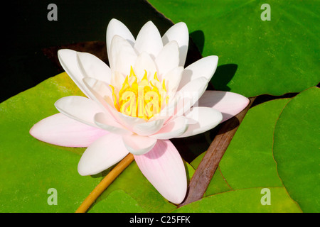 Schöne blühende rosa Seerose im Teich Stockfoto