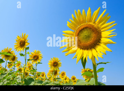 Schöne Sonnenblumen gegen blauen Himmel Stockfoto