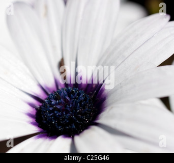 Nahaufnahme von Osteospermum Asti daisy Stockfoto