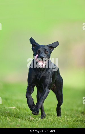 Black Dog quer über ein Feld in Richtung Kamera, England, UK Stockfoto