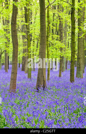 Glockenblumen (Hyacinthoides non-Skript) in Buche (Fagus Sylvatica) Baum Holz, Hertfordshire, England, UK Stockfoto