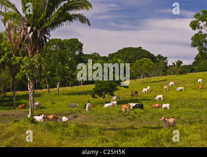 PETEN, GUATEMALA - Zebu-Rinder auf der Weide. Zebu-Rinder sind besser an tropischen Umgebungen angepasst. Stockfoto