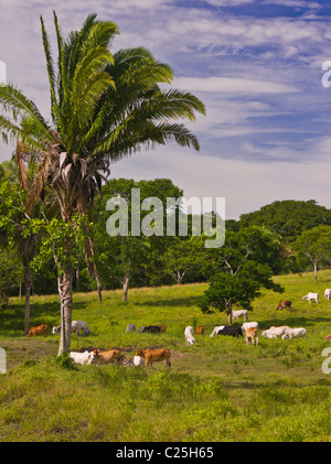 PETEN, GUATEMALA - Zebu-Rinder auf der Weide. Zebu-Rinder sind besser an tropischen Umgebungen angepasst. Stockfoto