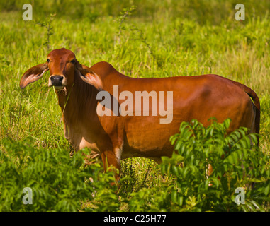 PETEN, GUATEMALA - Zebu-Rinder auf der Weide. Zebu-Rinder sind besser an tropischen Umgebungen angepasst. Stockfoto