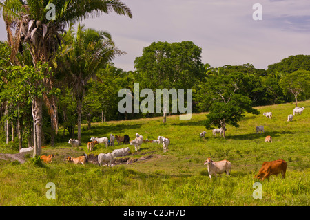 PETEN, GUATEMALA - Zebu-Rinder auf der Weide. Zebu-Rinder sind besser an tropischen Umgebungen angepasst. Stockfoto