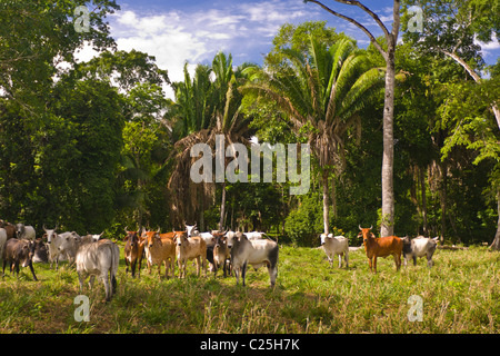 PETEN, GUATEMALA - Zebu-Rinder auf der Weide. Zebu-Rinder sind besser an tropischen Umgebungen angepasst. Stockfoto