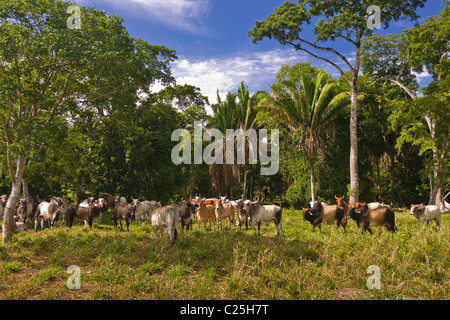 PETEN, GUATEMALA - Zebu-Rinder auf der Weide. Zebu-Rinder sind besser an tropischen Umgebungen angepasst. Stockfoto