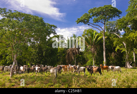 PETEN, GUATEMALA - Zebu-Rinder auf der Weide. Zebu-Rinder sind besser an tropischen Umgebungen angepasst. Stockfoto