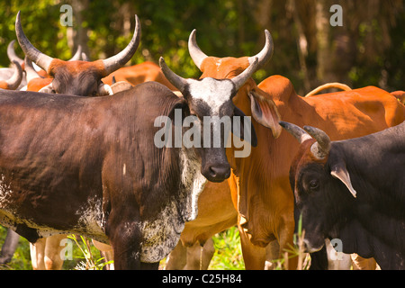 PETEN, GUATEMALA - Zebu-Rinder auf der Weide. Zebu-Rinder sind besser an tropischen Umgebungen angepasst. Stockfoto