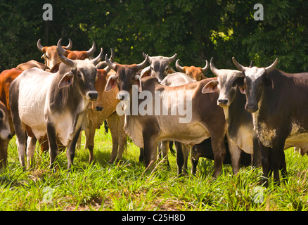 PETEN, GUATEMALA - Zebu-Rinder auf der Weide. Zebu-Rinder sind besser an tropischen Umgebungen angepasst. Stockfoto