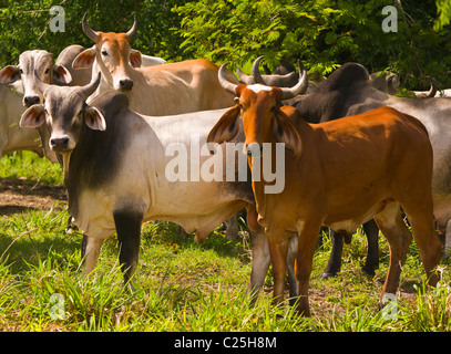 PETEN, GUATEMALA - Zebu-Rinder auf der Weide. Zebu-Rinder sind besser an tropischen Umgebungen angepasst. Stockfoto