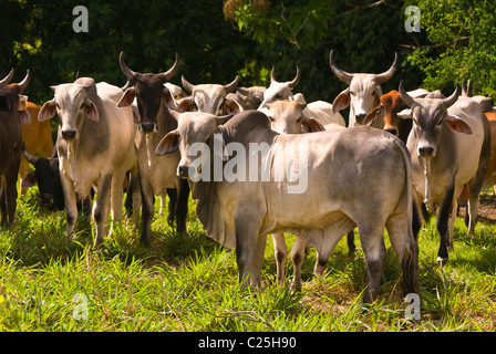 PETEN, GUATEMALA - Zebu-Rinder auf der Weide. Zebu-Rinder sind besser an tropischen Umgebungen angepasst. Stockfoto