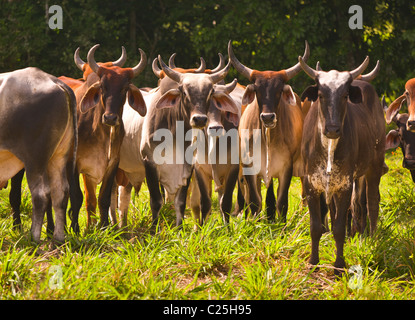 PETEN, GUATEMALA - Zebu-Rinder auf der Weide. Zebu-Rinder sind besser an tropischen Umgebungen angepasst. Stockfoto