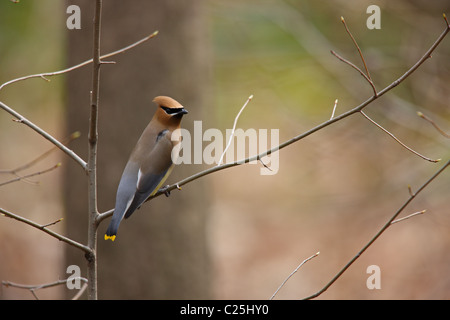 Zeder Seidenschwanz (Bombycilla Cedorum) am Zweig. Stockfoto