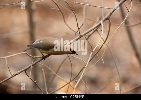 Zeder Seidenschwanz (Bombycilla Cedorum) am Zweig. Stockfoto