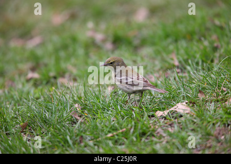 Pine Warbler (Dendroica Pinus Pinus), Weiblich, Frühling Migrationshintergrund New Yorks Central Park füttern auf dem Boden. Stockfoto