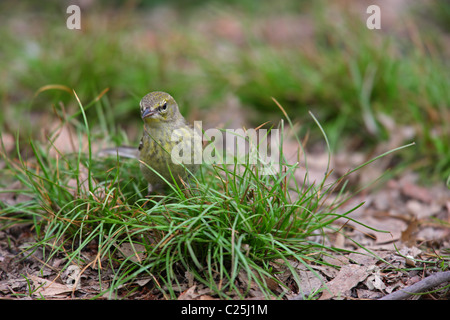 Pine Warbler (Dendroica Pinus Pinus), Weiblich, Frühling Migrationshintergrund New Yorks Central Park füttern auf dem Boden. Stockfoto