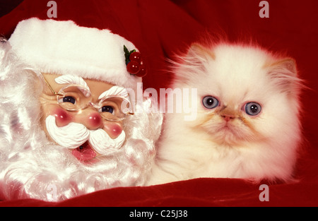 weiße Perser Kätzchen posiert auf rotem Grund mit Santa claus Stockfoto