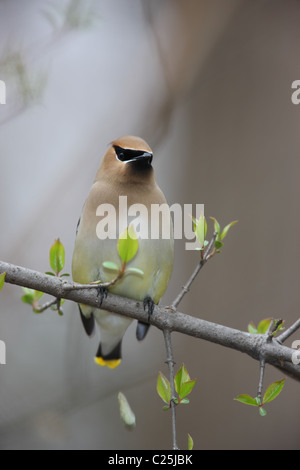 Zeder Seidenschwanz (Bombycilla Cedorum) am Zweig. Stockfoto