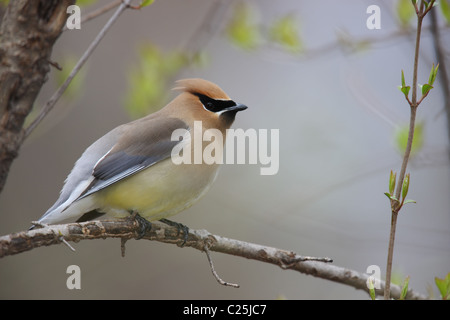 Zeder Seidenschwanz (Bombycilla Cedorum auf Ast. Stockfoto