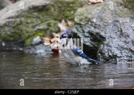 Blue Jay (Cyanocitta Cristata Bromia), Baden in der Kieme in der Wanderung im New Yorker Central Park Stockfoto