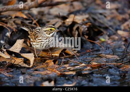 Savannah Sparrow (Passerculus Sandwichensis Mediogriseus), östliche Unterart, Migrationshintergrund Frühling Stockfoto