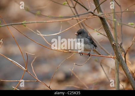 Dunkel-gemustertes Junco (Junco Hyemalis Hyemalis), Schiefer gefärbte Unterart, Weibchen sitzen in kleinen Baum. Stockfoto