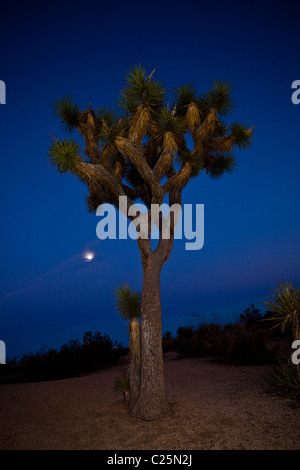 Joshua Tree in der Dämmerung im Joshua Tree Nationalpark, Twentynine Palms, Kalifornien. Stockfoto