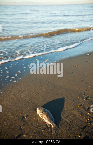 Toten Talipia Küste des Salton Meeres bei Sonnenaufgang Imperial Valley, CA. Stockfoto