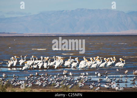 Zugvögel in der Sono Bono National Wildlife Preserve auf dem Salton Meer, California Stockfoto