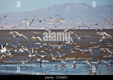 Zugvögel in der Sono Bono National Wildlife Preserve auf dem Salton Meer, California Stockfoto