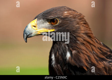 Steinadler (Aquila Chrysaetos) Stockfoto