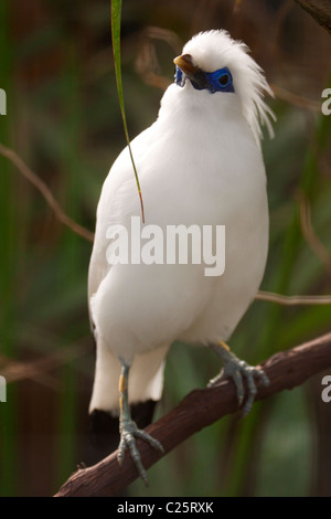 Balistar (Leucopsar Rothschildi) auch bekannt als Rothschilds Mynah, Bali Myna oder Bali Mynah Stockfoto