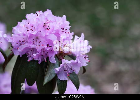 Nahaufnahme eines wunderschönen Fliederrhododendrons in Blume in einem Frühlingsgarten vor einem verschwommenen Hintergrund, England, Großbritannien Stockfoto