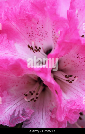 Makroaufnahme einer rosafarbenen Rhododendron-Blüte in einem britischen Garten, England, Großbritannien Stockfoto