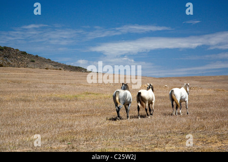 Pferde durchstreifen auf Darling Ebenen im Western Cape - Südafrika Stockfoto