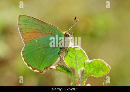 Grüner Zipfelfalter (Callophrys Rubi) Stockfoto