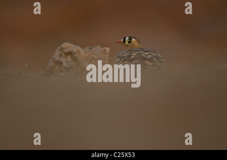 Bemalte Sandgrouse (Pterocles Indicus) Mann auf dem Boden in Ranthambhore Stockfoto